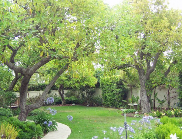 Taman alpukat dengan pohon alpukat yang rimbun